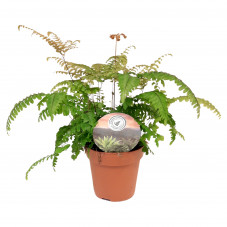 adianthum tenerum roseum -...