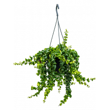 aeschynanthus Rasta
