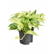 Scindapsus marble queen