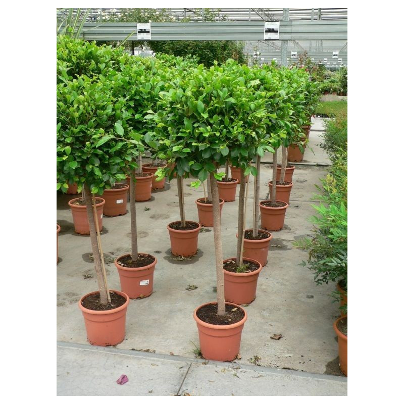 Ficus nitida " boule " diamet. 35cm Ficus nitida " boule " diamet. 35cm
