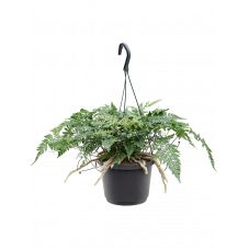 humata tyermannii ou fougère patte de lapin 35 cm en pot de diam. 16 cm