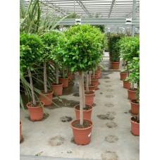 Ficus nitida " boule " diamet. 50cm/+