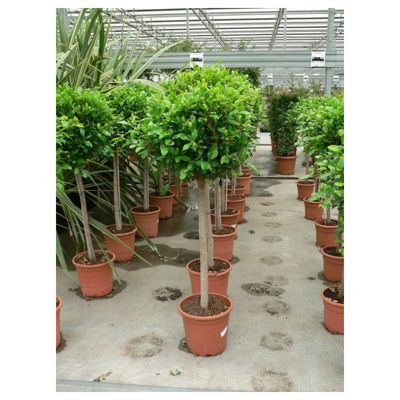 Ficus nitida " boule " diamet. 50cm/+