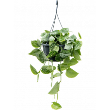 scindapsus pictus Silvery Ann 40 cm pot diam. 19 cm
