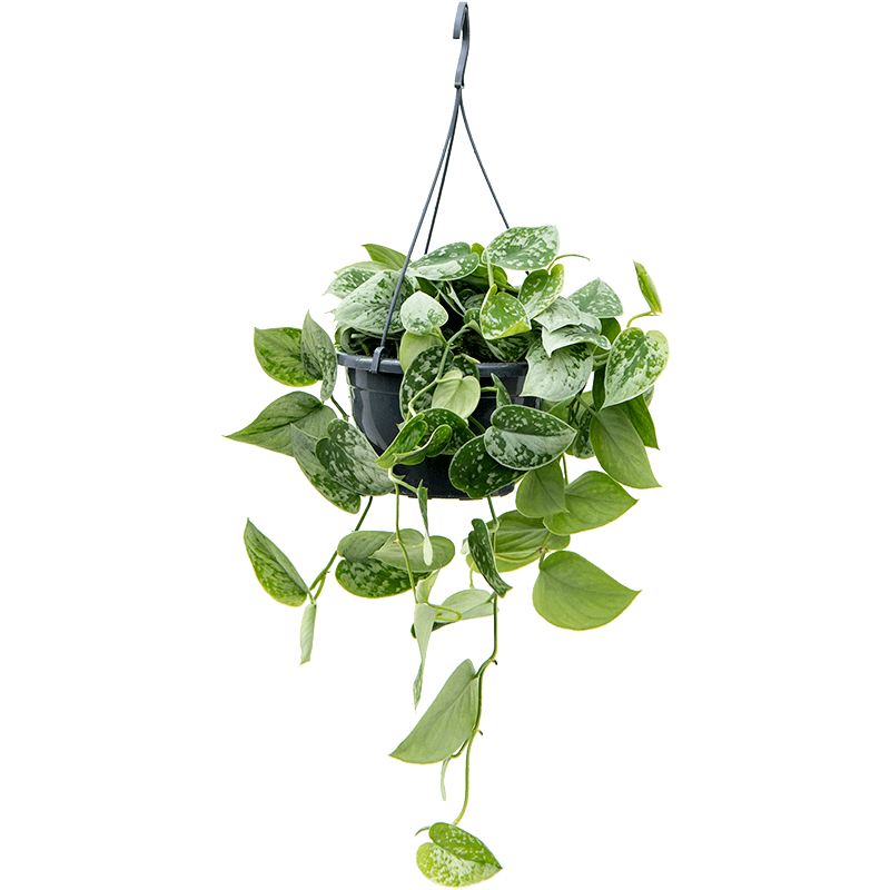 scindapsus pictus Silvery Ann 40 cm pot diam. 19 cm