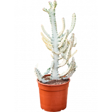 euphorbe lactea Ghost taille 75 cm pot diam. 25 cm