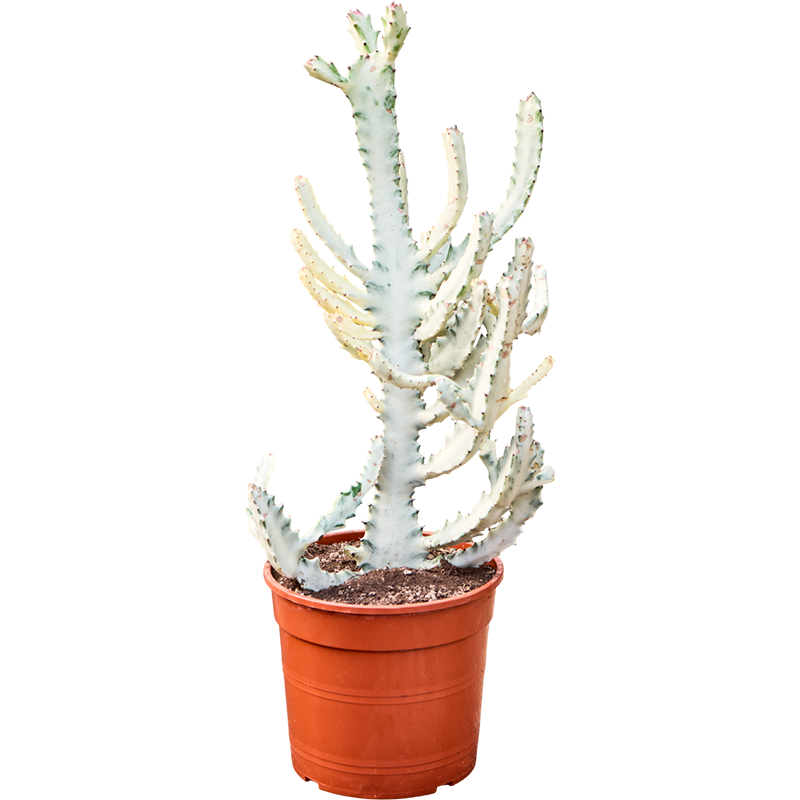 euphorbe lactea Ghost taille 75 cm pot diam. 25 cm