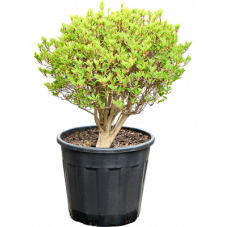 enkianthus perulatus boule diamètre 50 cm - en pot de diam. 45 cm