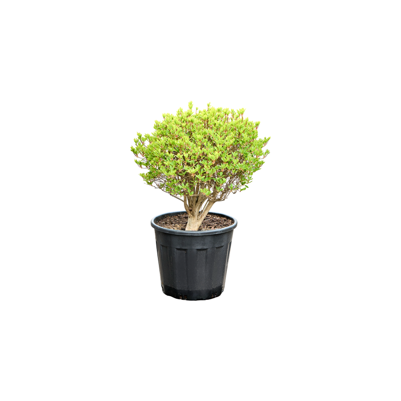 enkianthus perulatus boule diamètre 50 cm - en pot de diam. 45 cm