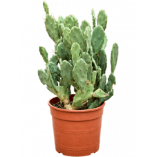 opuntia semi inermis hauteur 55 cm - largeur 35 cm pot diamètre 24 cm