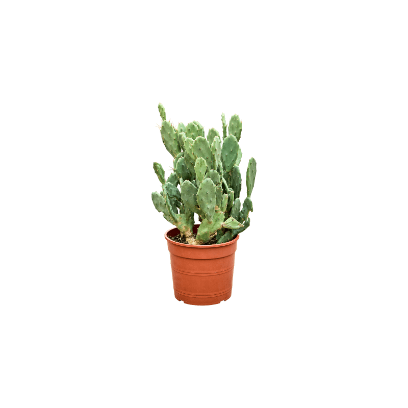 opuntia semi inermis hauteur 55 cm - largeur 35 cm pot diamètre 24 cm