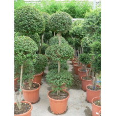 Ligustrum jonandrum 3boules 1tige