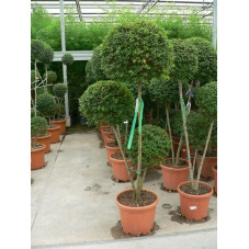 Ligustrum jonandrum 3 boules 3 tiges 150/160 cm