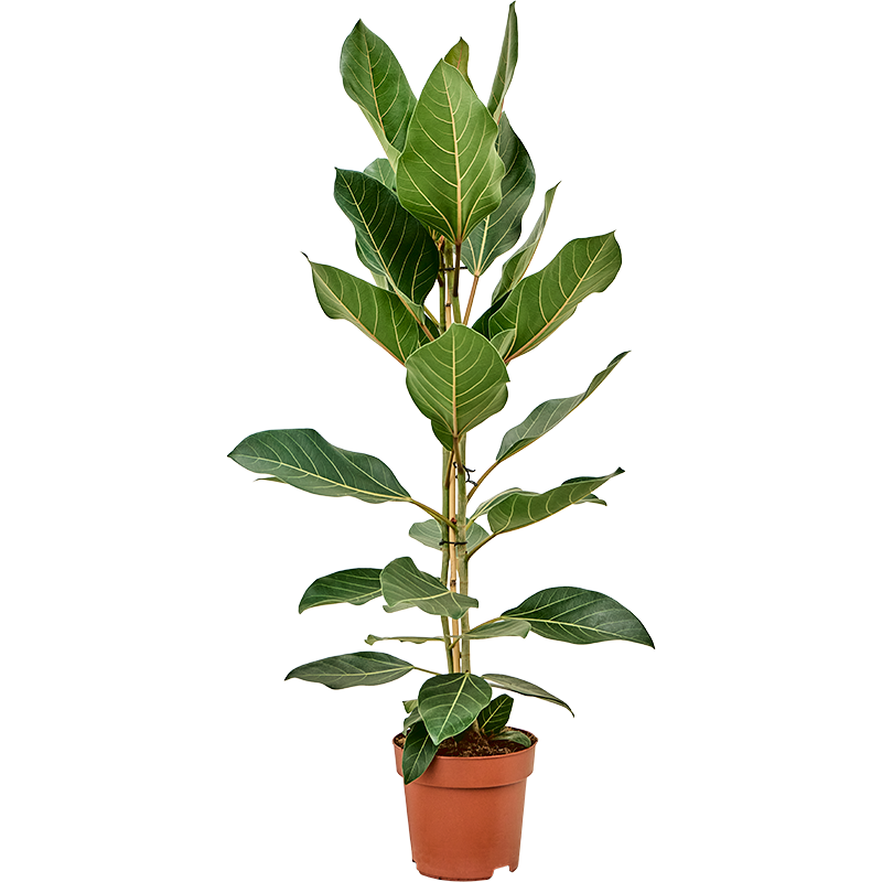 ficus Joy en taille 100 cm pot diamètre 21 cm