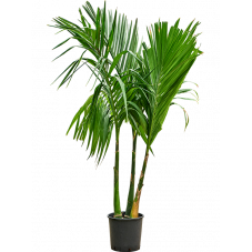 palmier d'Arec catechu 220 cm 3 tiges pot diamètre 30 cm