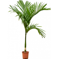 palmier d'arec catechu sur tige 160 cm pot diam. 27 cm
