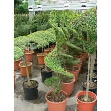 Ligustrum jonandrum spirale 130cm