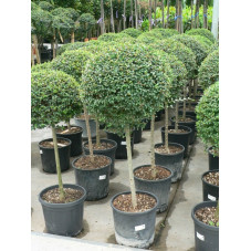 Ligustrum jonandrum 1/4 boule sur tige