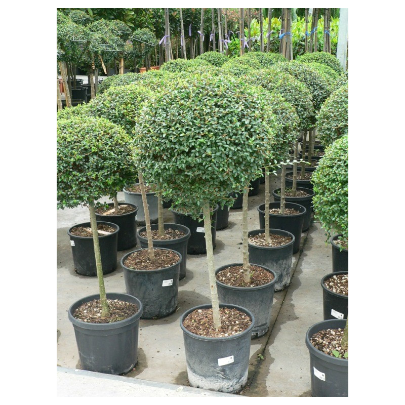 Ligustrum jonandrum 1/4 boule sur tige