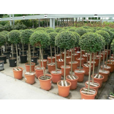 Ligustrum jonandrum 1/2 tige boule