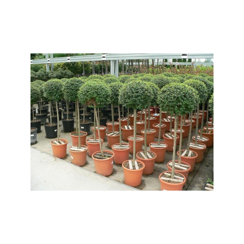 Ligustrum jonandrum 1/2 tige boule Ligustrum jonandrum 1/2 tige boule