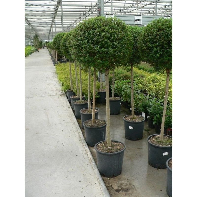 Ligustrum jonandrum 1/2 tige boule C50 Ligustrum jonandrum 1/2 tige boule C50