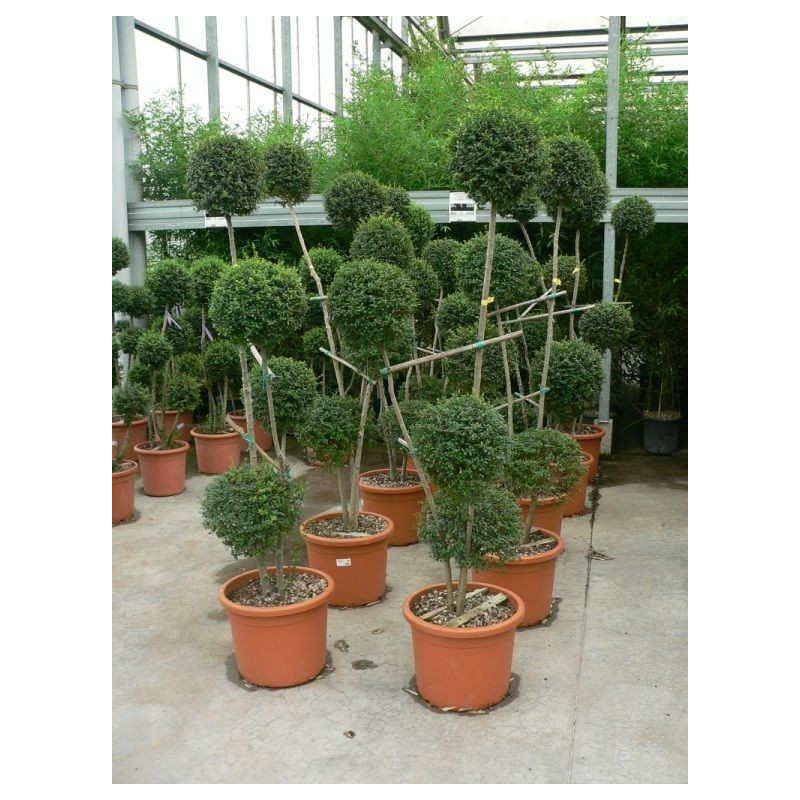 Ligustrum jonandrum 4boules 4tiges Ligustrum jonandrum 4boules 4tiges
