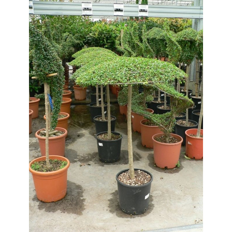 Ligustrum jonandrum parasol 80cm