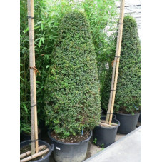 Ligustrum jonandrum pyramide