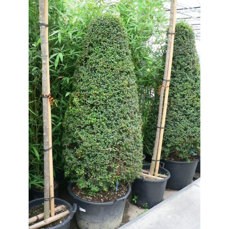 Ligustrum jonandrum pyramide