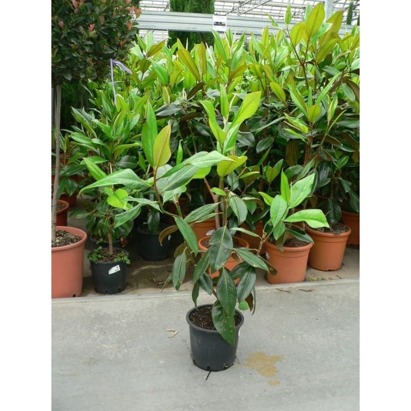 Magnolia grandiflora gallisoniensis Magnolia grandiflora gallisoniensis