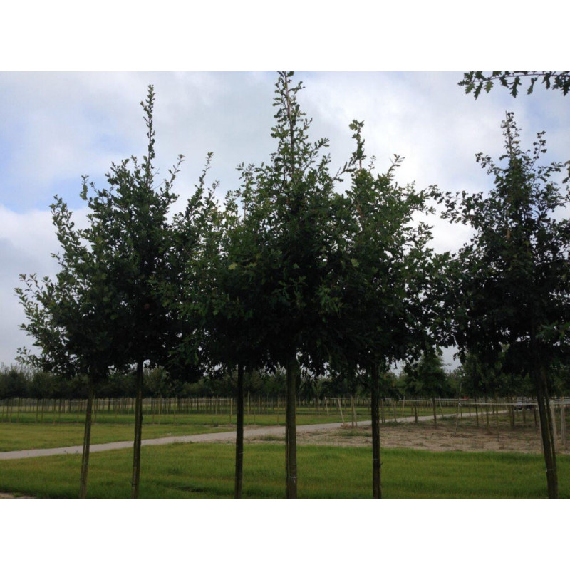 chêne pédonculé tige circonférence 18/20 cm en motte grillagée