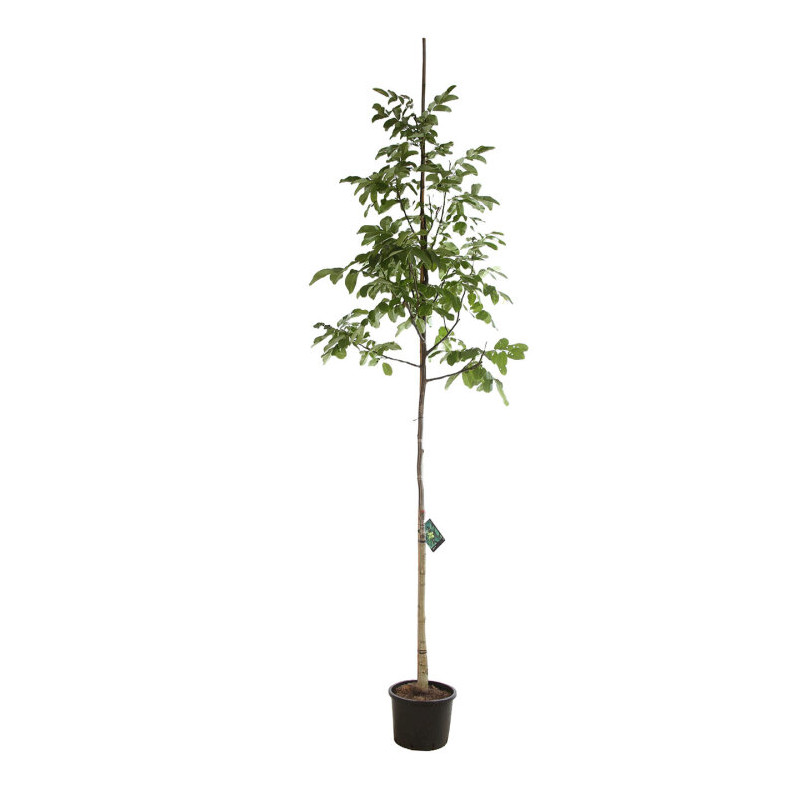noyer commun en arbre tige circonférence 8/10 cm en pot