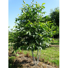 noyer commun en cépée ramifiée hauteur 275 cm en motte grillagée