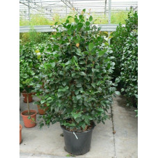 Camélia japonica  taille 125/+cm