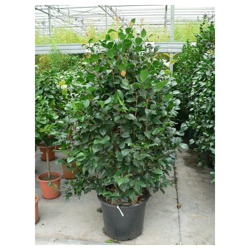 Camélia japonica  taille 125/+cm