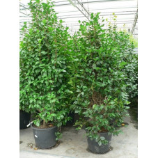 Camélia japonica  150/+