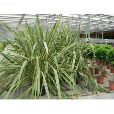 Phormium tenax "variegatum "