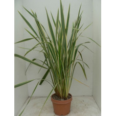 Phormium tenax "variegatum"