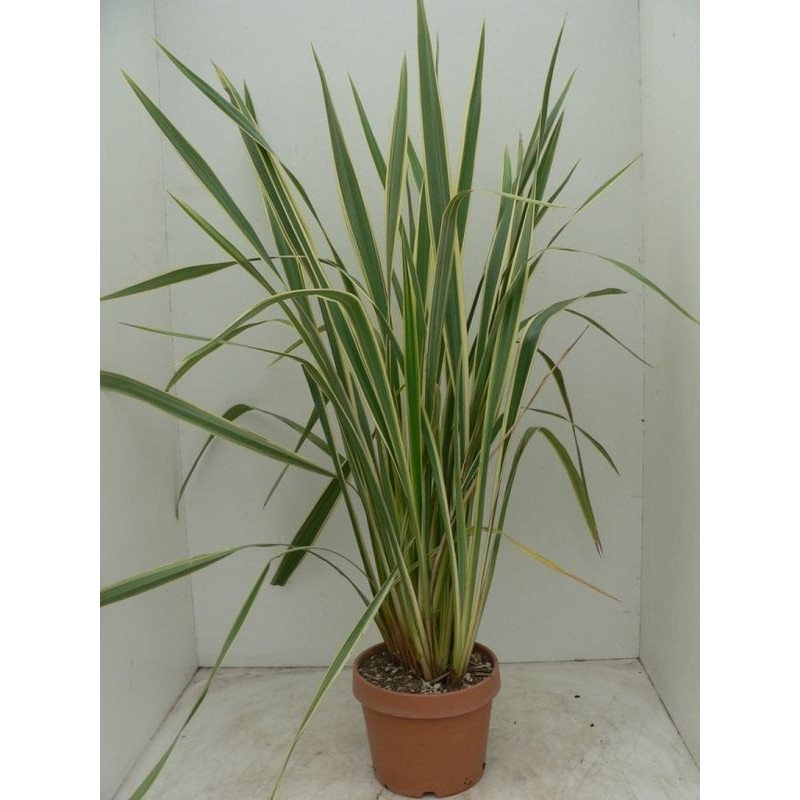 Phormium tenax "variegatum"