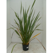 Phormium tenax