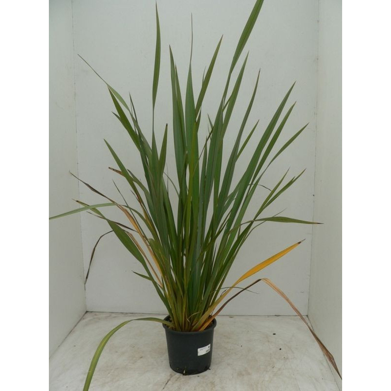 Phormium tenax Phormium tenax