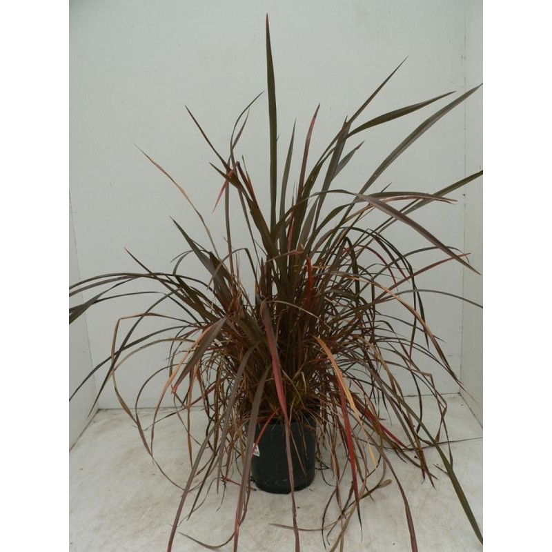Phormium bronze 50+ Phormium bronze 50+