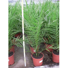 Phoenix canariensis (palmier)