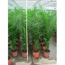 Phoenix canariensis  100+ / 150+