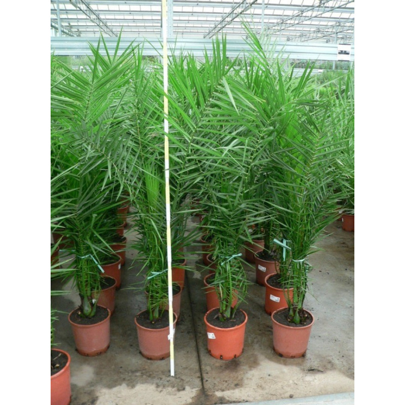 Phoenix canariensis  100+ / 150+