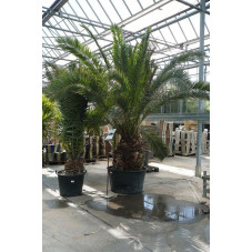 Phoenix canariensis gros sujet