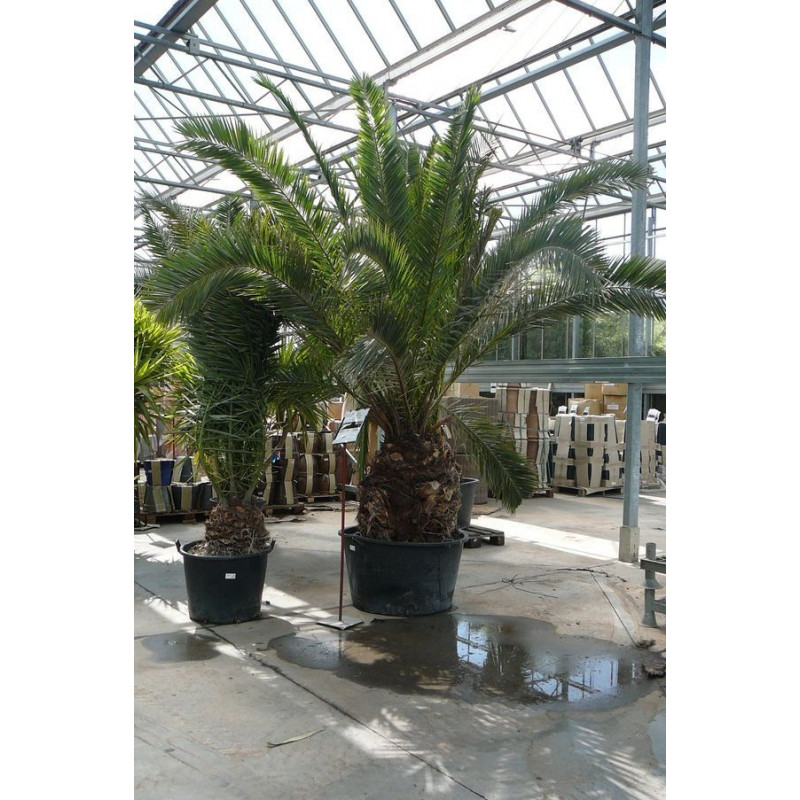 Phoenix canariensis gros sujet