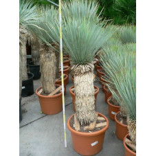 Yucca rostrata gros sujet