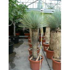 Yucca rostrata trés gros sujet